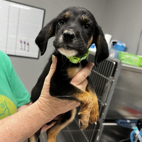 Toby, an adoptable Coonhound Mix in Normal, IL_image-6