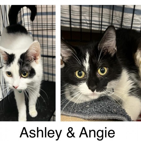 Ashley, an adoptable Domestic Short Hair in Normal, IL_image-3