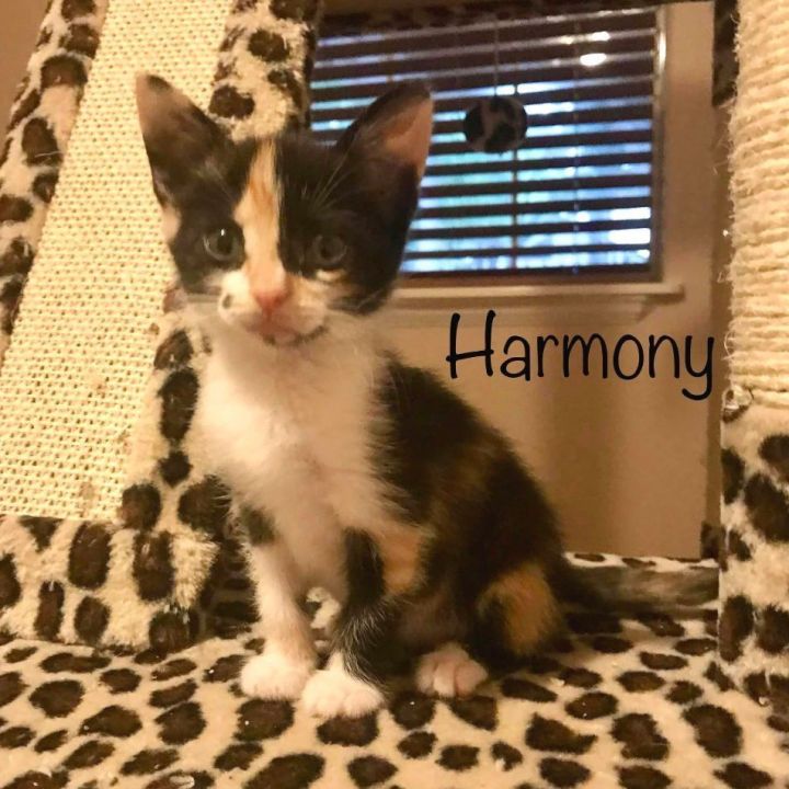 Harmony (sister of Melody), an adoptable Calico in Houston, TX_image-1