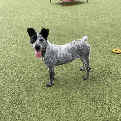 Ditto, an adoptable Australian Cattle Dog / Blue Heeler Mix in Bryan, TX_image-5
