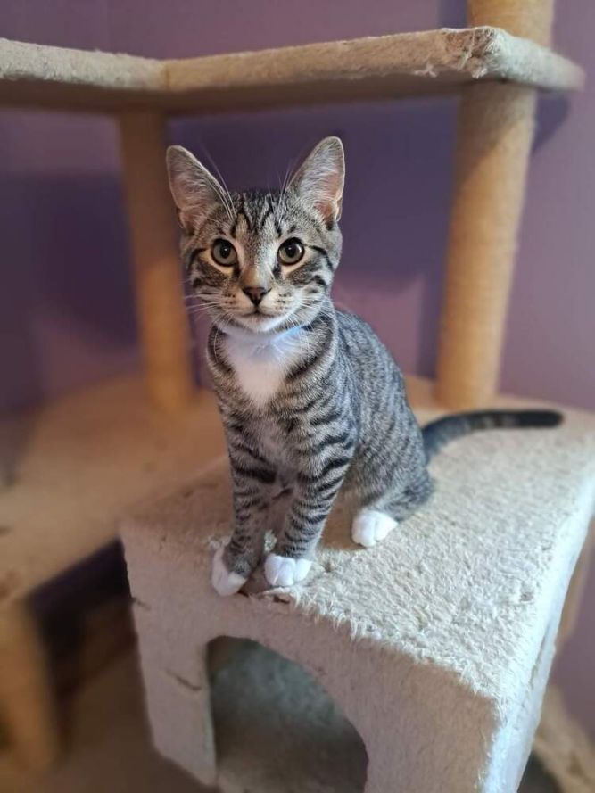 Jalapeno