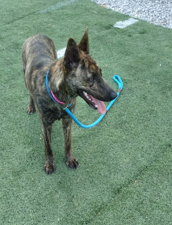 Adira - Located in NC, an adoptable Dutch Shepherd in Southern Pines, NC_image-1