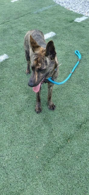 Adira - Located in NC, an adoptable Dutch Shepherd in Southern Pines, NC_image-2