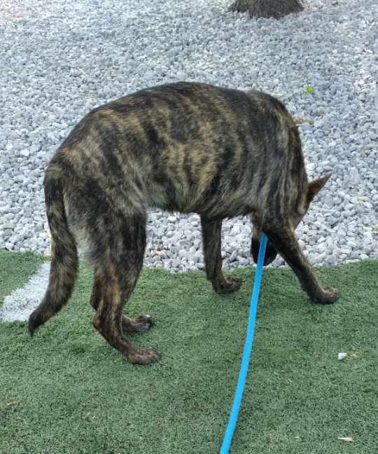 Adira - Located in NC, an adoptable Dutch Shepherd in Southern Pines, NC_image-3