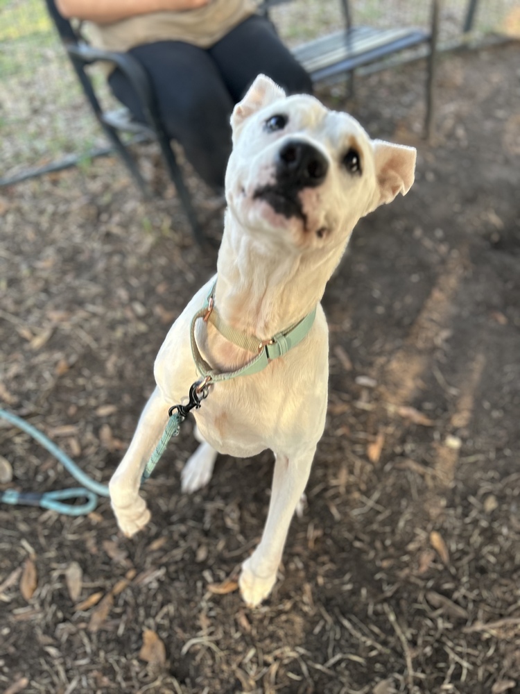 Monty, an adoptable Terrier in Lakeland, FL, 33813 | Photo Image 3