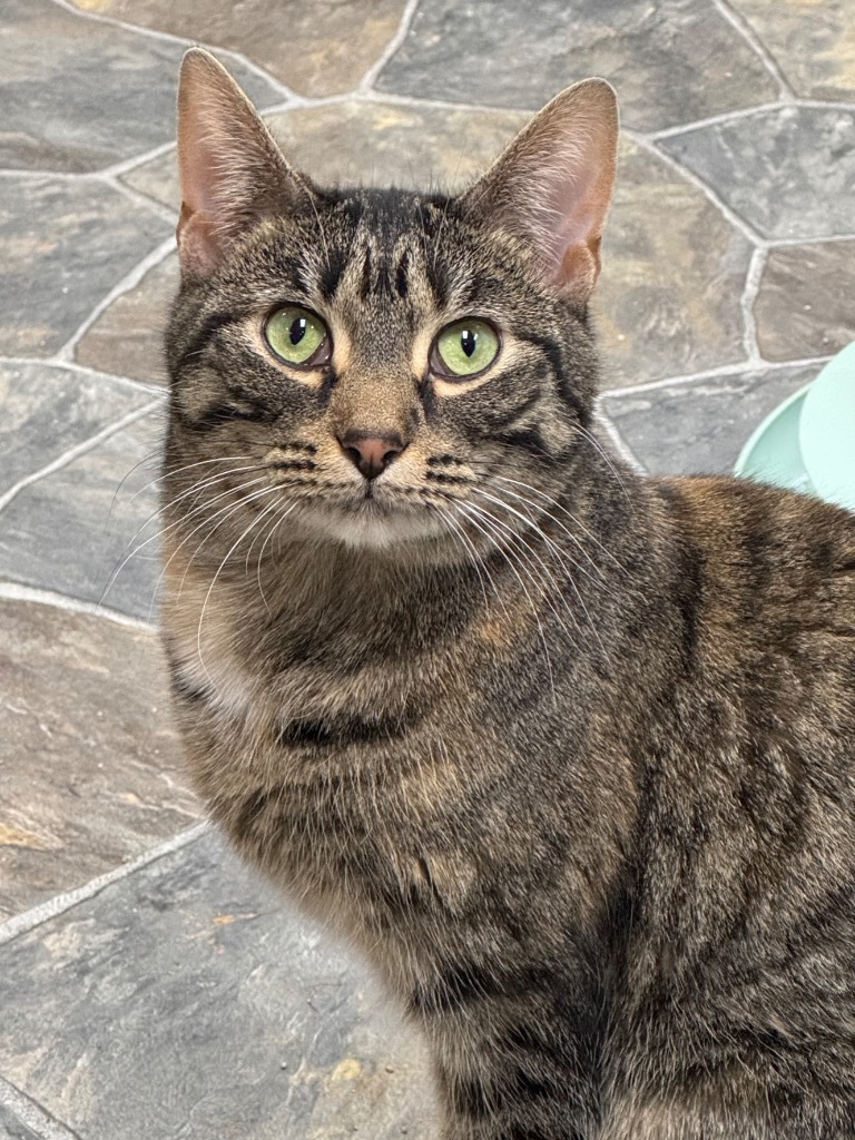 Bambi, an adoptable Domestic Short Hair in Shorewood, IL, 60431 | Photo Image 1