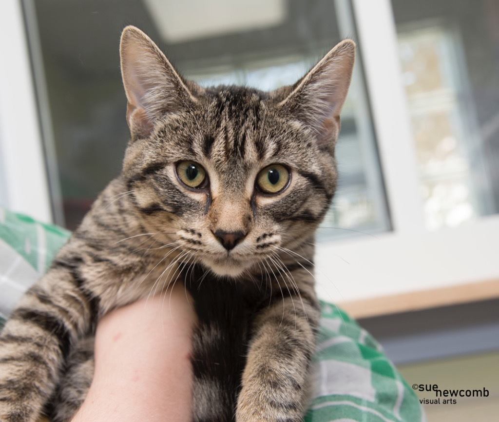 Bambi, an adoptable Domestic Short Hair in Shorewood, IL, 60431 | Photo Image 2