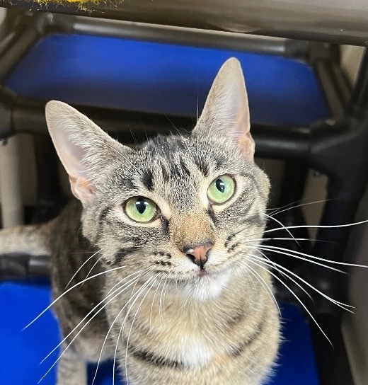 Bambi, an adoptable Domestic Short Hair in Shorewood, IL, 60431 | Photo Image 3
