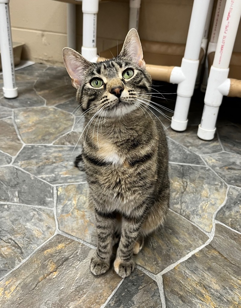 Bambi, an adoptable Domestic Short Hair in Shorewood, IL, 60431 | Photo Image 4