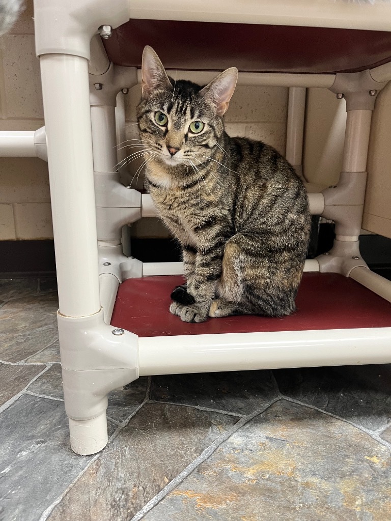Bambi, an adoptable Domestic Short Hair in Shorewood, IL, 60431 | Photo Image 5