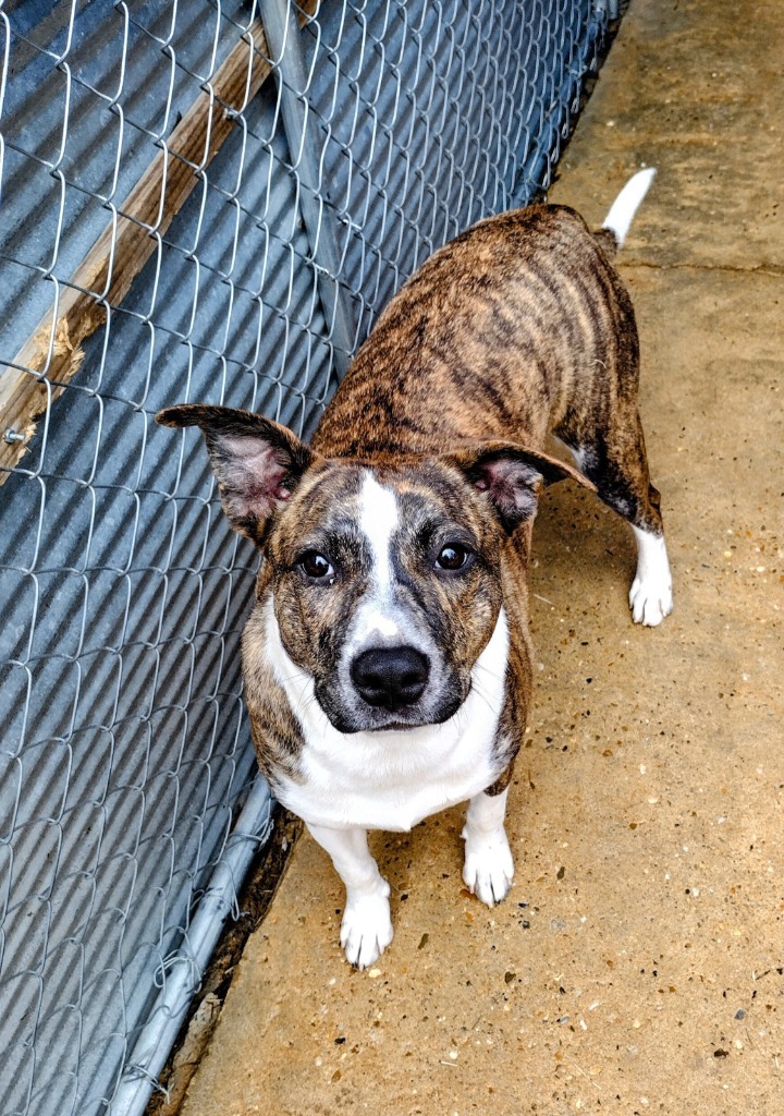 Bernice, an adoptable Terrier in Ruston, LA, 71270 | Photo Image 1