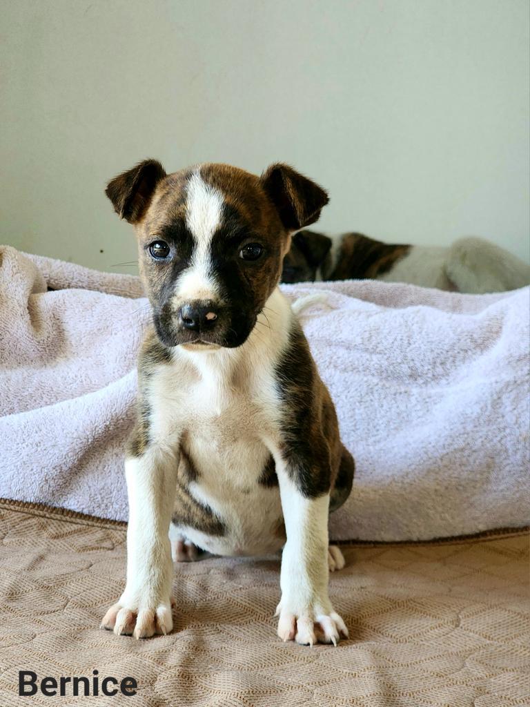 Bernice, an adoptable Terrier in Ruston, LA, 71270 | Photo Image 2