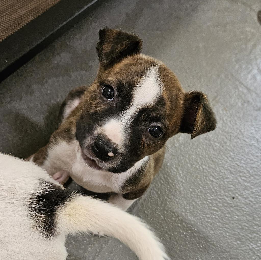 Bernice, an adoptable Terrier in Ruston, LA, 71270 | Photo Image 3