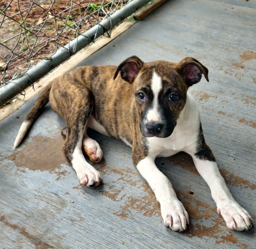 Bernice, an adoptable Terrier in Ruston, LA, 71270 | Photo Image 4