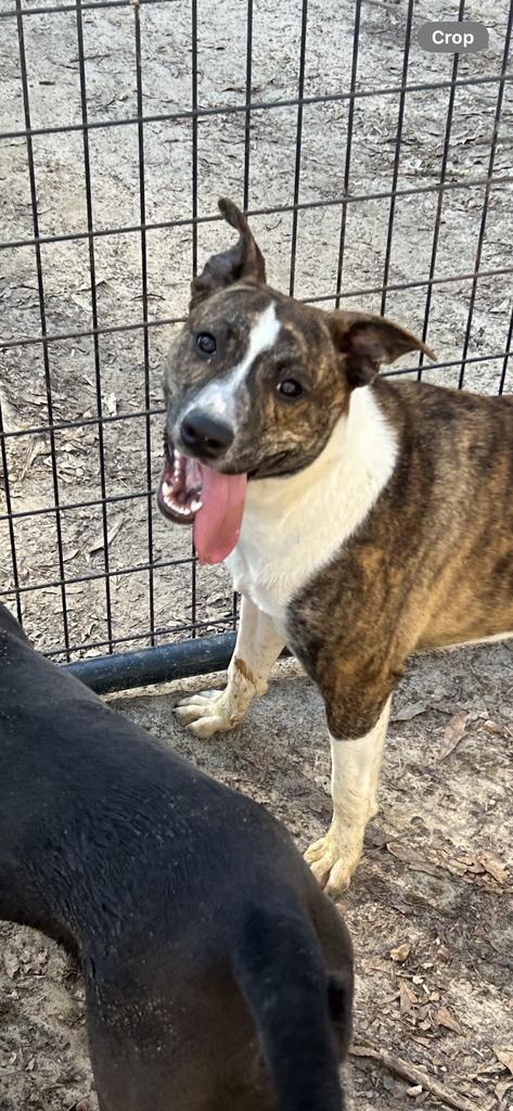 Bernice, an adoptable Terrier in Ruston, LA, 71270 | Photo Image 5