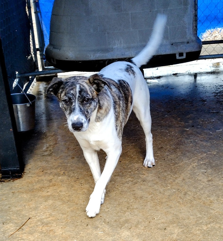 Bridget, an adoptable Terrier in Ruston, LA, 71270 | Photo Image 1