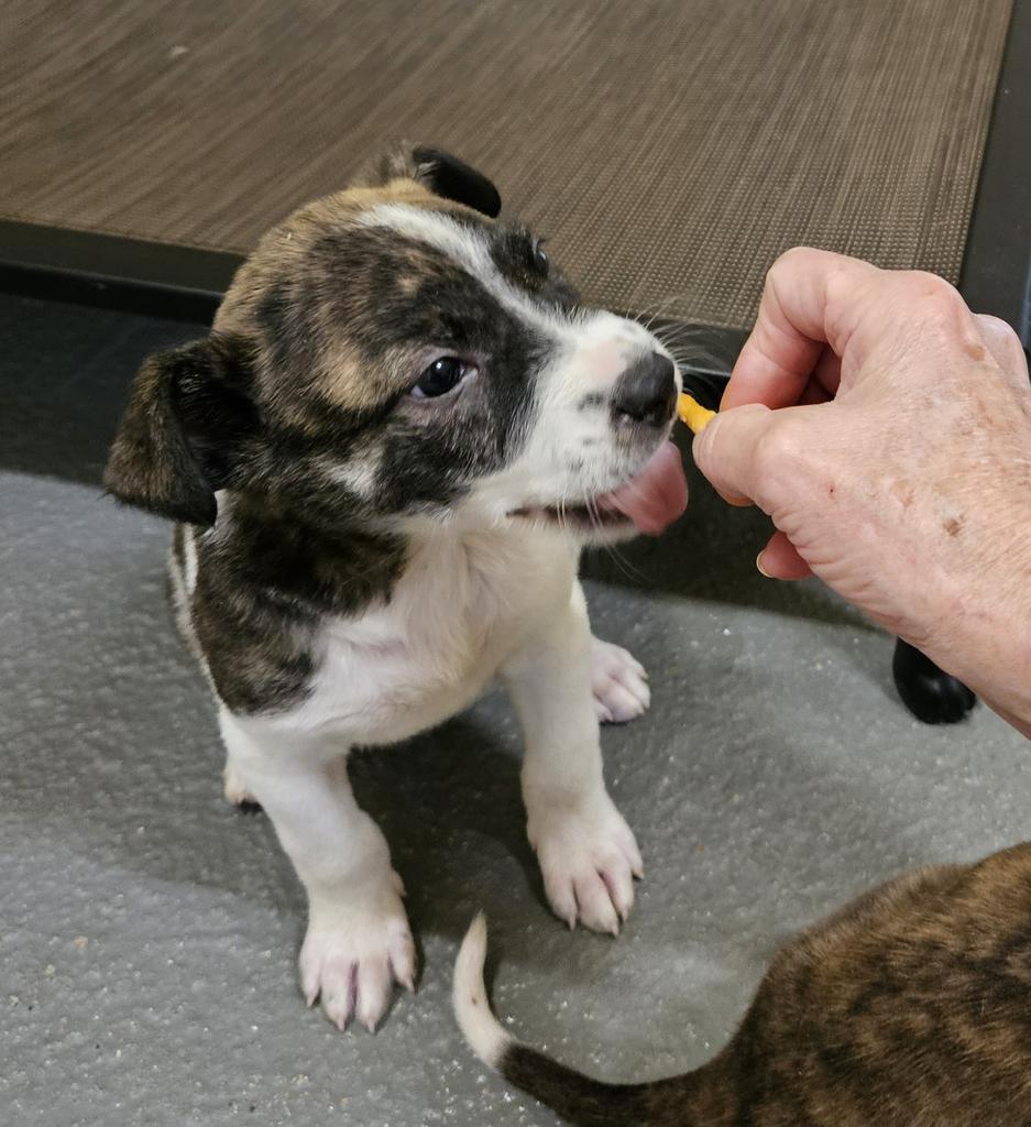 Bridget, an adoptable Terrier in Ruston, LA, 71270 | Photo Image 2