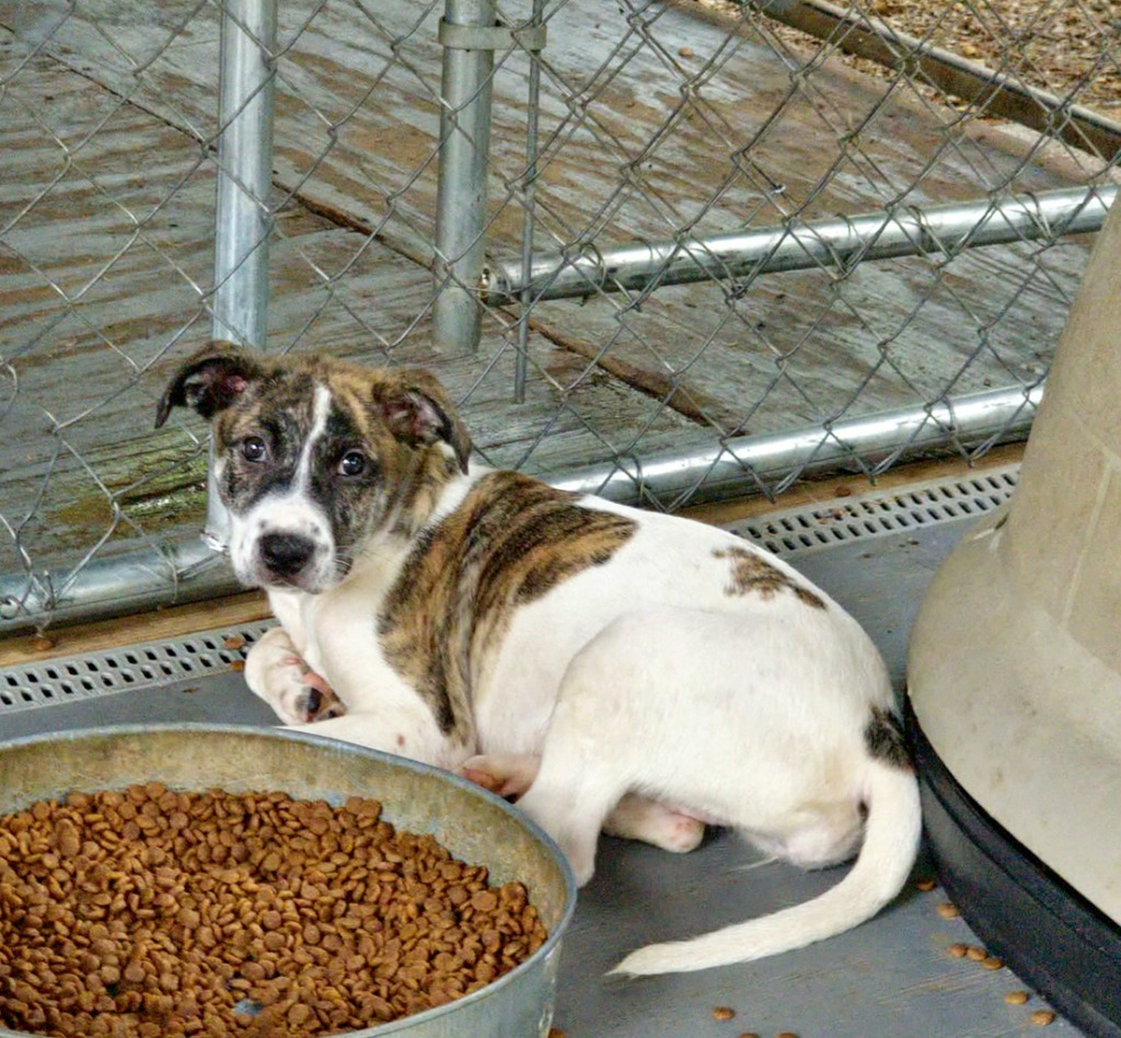 Bridget, an adoptable Terrier in Ruston, LA, 71270 | Photo Image 3