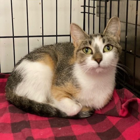 Raven, an adoptable Domestic Short Hair in Wadena, MN, 56482 | Photo Image 1