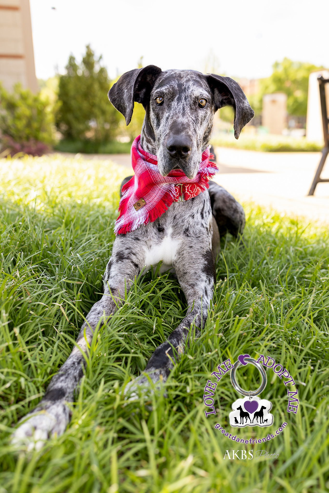 Poppy, an adoptable Great Dane in Iron Station, NC, 28080 | Photo Image 1