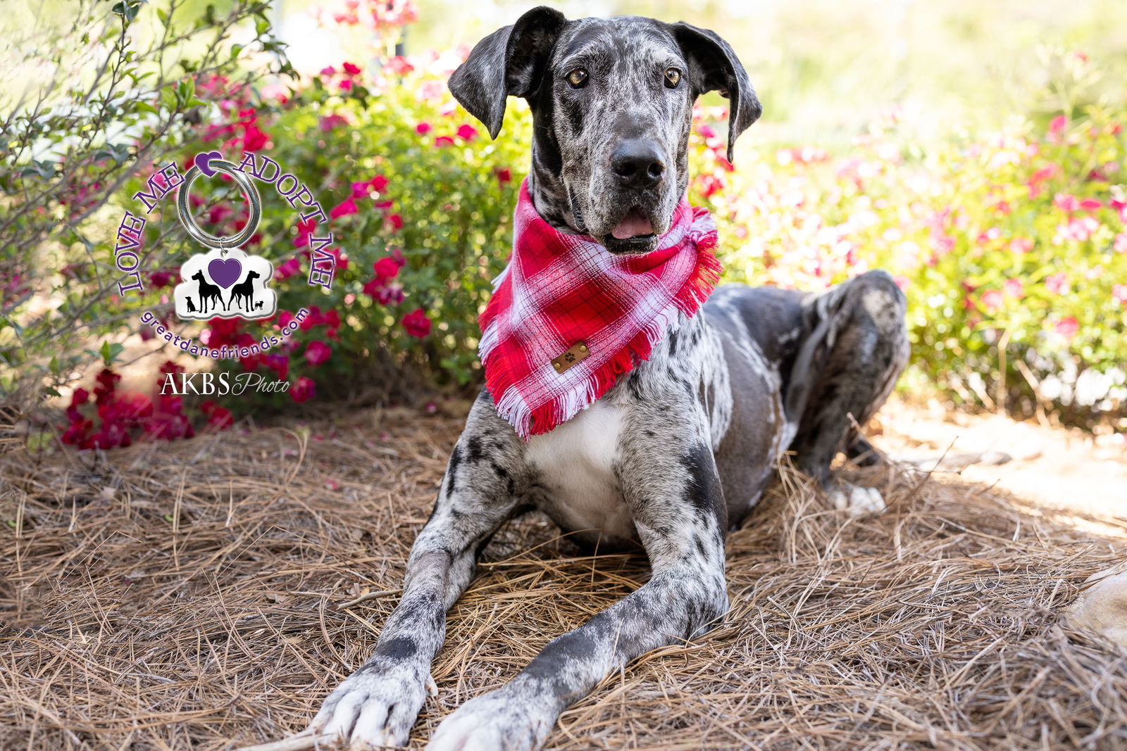 Poppy, an adoptable Great Dane in Iron Station, NC, 28080 | Photo Image 2