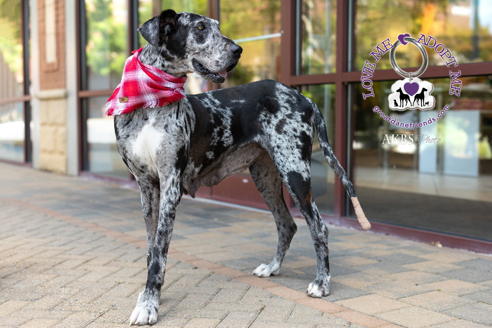 Poppy, an adoptable Great Dane in Iron Station, NC, 28080 | Photo Image 3