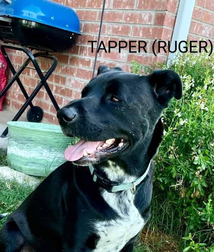 Ruger, an adoptable Labrador Retriever Mix in Weatherford, TX_image-3