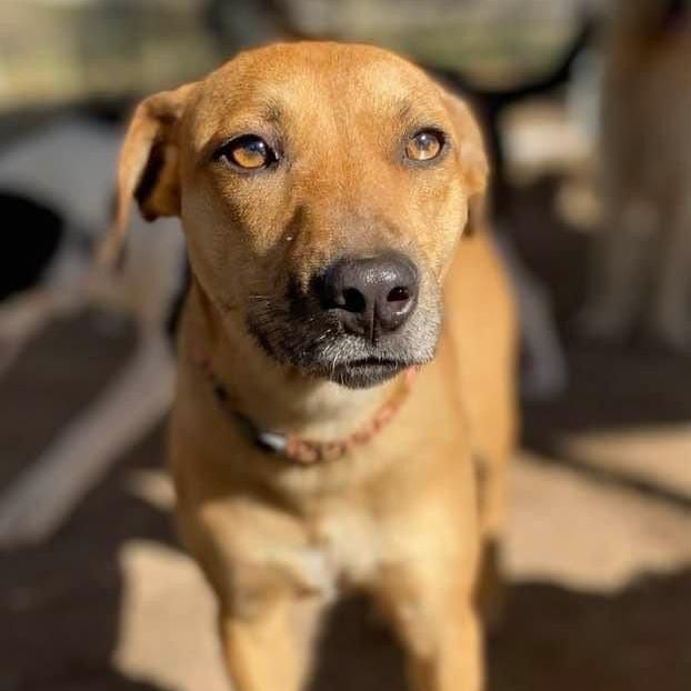 Black mouth cur and hot sale cats