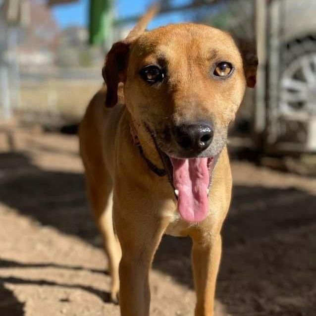 Black mouth deals cur catahoula