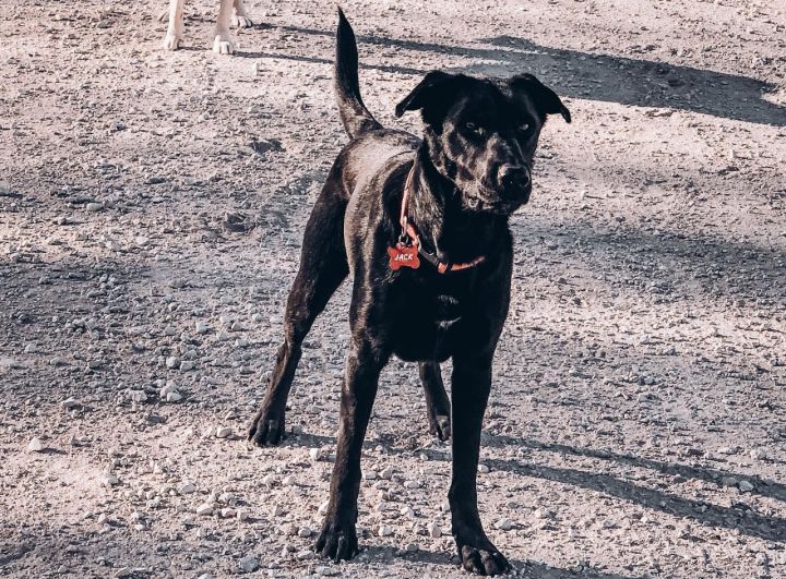 JACK #11, an adoptable Labrador Retriever & German Shepherd Dog Mix in Chandler, AZ_image-3