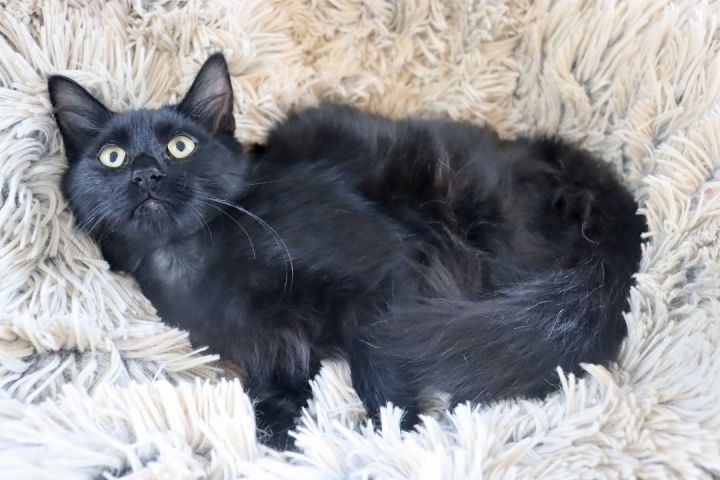 Laszlo- Ultra Fluffy Kitten - Gorgeous Tail! Loves Other Kitties! 4