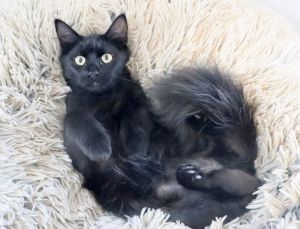 Laszlo- Ultra Fluffy Kitten - Gorgeous Tail! Loves Other Kitties!