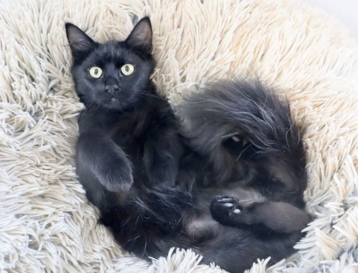 Laszlo- Ultra Fluffy Kitten - Gorgeous Tail! Loves Other Kitties!, an adoptable Domestic Medium Hair in League City, TX_image-1