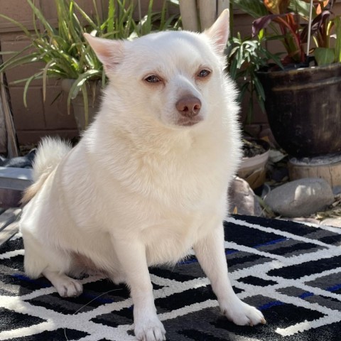 Turbo OS, an adoptable Pomeranian, Chihuahua in Las Vegas, NV, 89145 | Photo Image 1