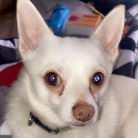 Turbo OS, an adoptable Pomeranian, Chihuahua in Las Vegas, NV, 89145 | Photo Image 2