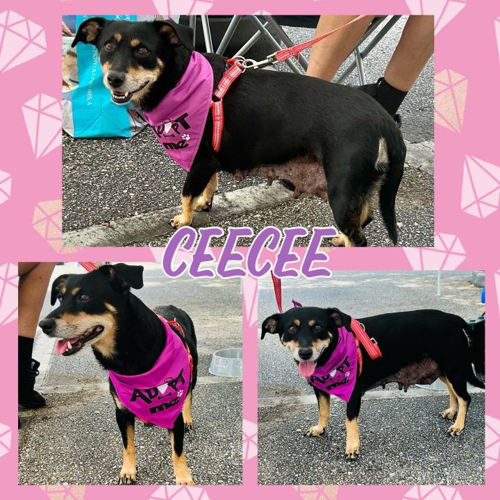 CeeCee 1
