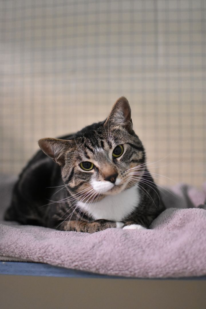 Tennessee, an adoptable Domestic Short Hair in Mission, BC_image-4