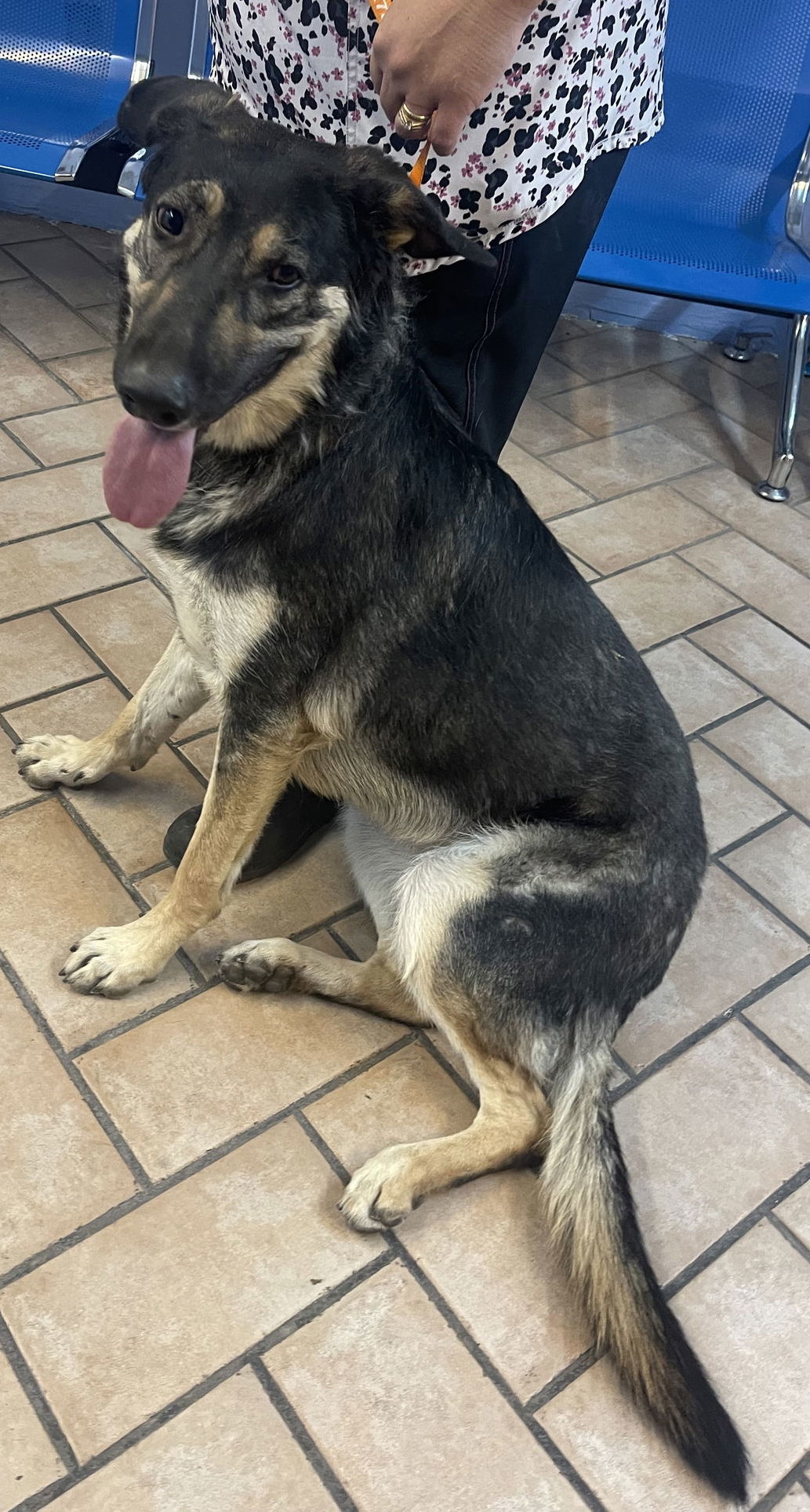 Betty***Courtesy Post***, an adoptable German Shepherd Dog in Phoenix, AZ, 85029 | Photo Image 1