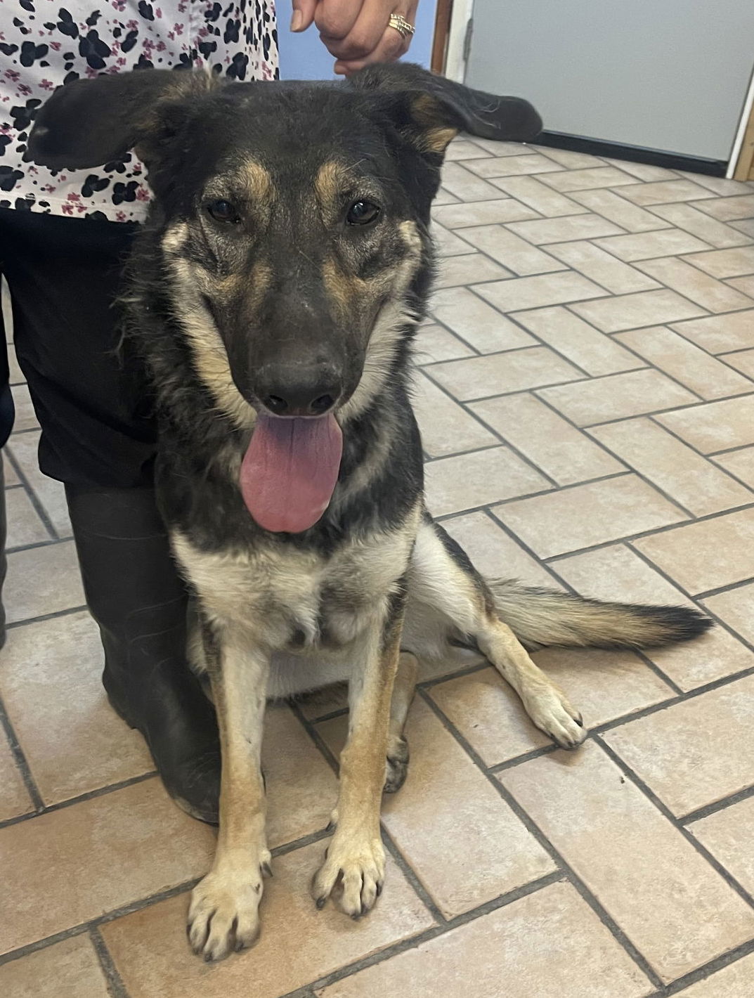 Betty***Courtesy Post***, an adoptable German Shepherd Dog in Phoenix, AZ, 85029 | Photo Image 2