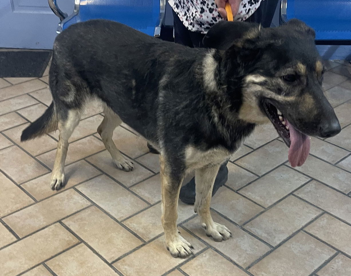 Betty***Courtesy Post***, an adoptable German Shepherd Dog in Phoenix, AZ, 85029 | Photo Image 3