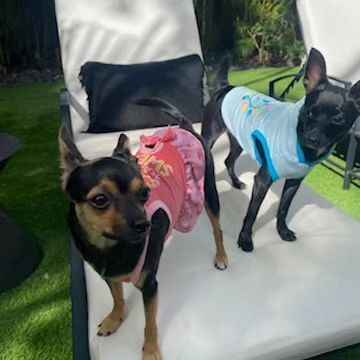 Lincoln and Kia aka Keke, an adoptable Chihuahua Mix in Miami, FL_image-2