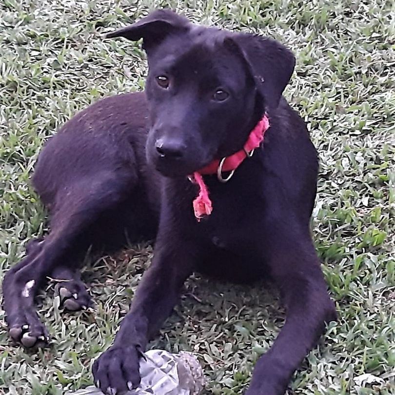 Dog for adoption - Axl, a Black Labrador Retriever Mix in Huntington ...