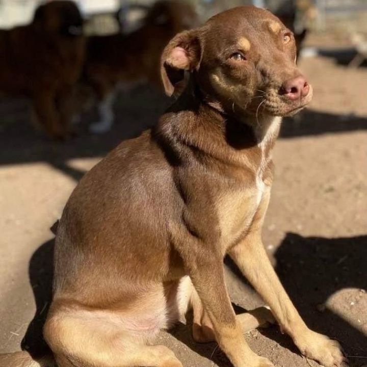 Gidget, an adoptable Terrier & Labrador Retriever Mix in Valdosta, GA_image-2