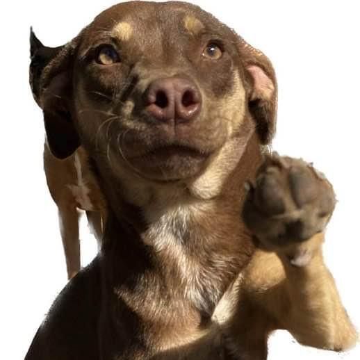 Gidget, an adoptable Terrier & Labrador Retriever Mix in Brattleboro, VT_image-1