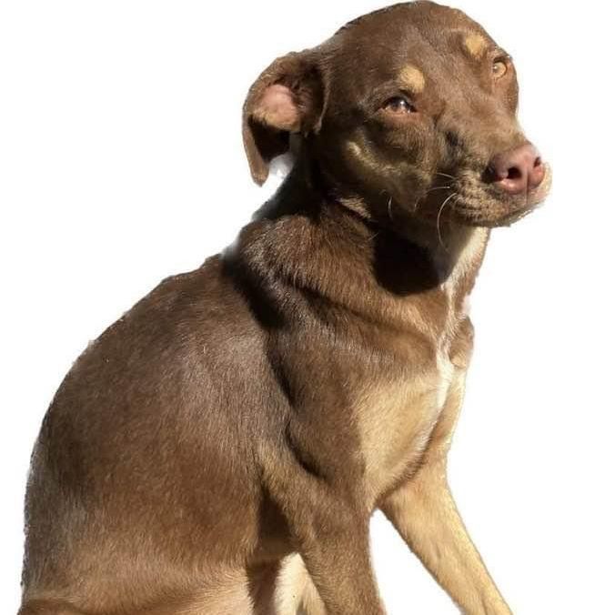 Gidget, an adoptable Terrier & Labrador Retriever Mix in Brattleboro, VT_image-3