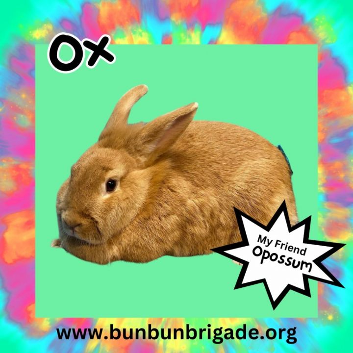 Ox LOUISVILLE, an adoptable Lionhead & Bunny Rabbit Mix in Elizabethtown, KY_image-1