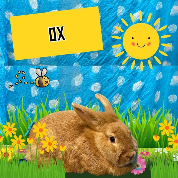Ox LOUISVILLE, an adoptable Lionhead & Bunny Rabbit Mix in Elizabethtown, KY_image-2