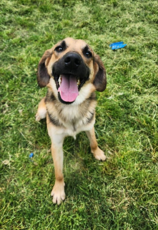 Beagle german shepherd lab sales mix