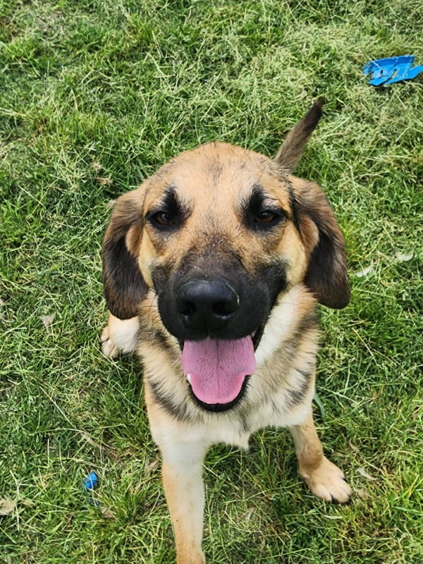 Scout, an adoptable German Shepherd Dog, Beagle in Winston Salem, NC, 27104 | Photo Image 2