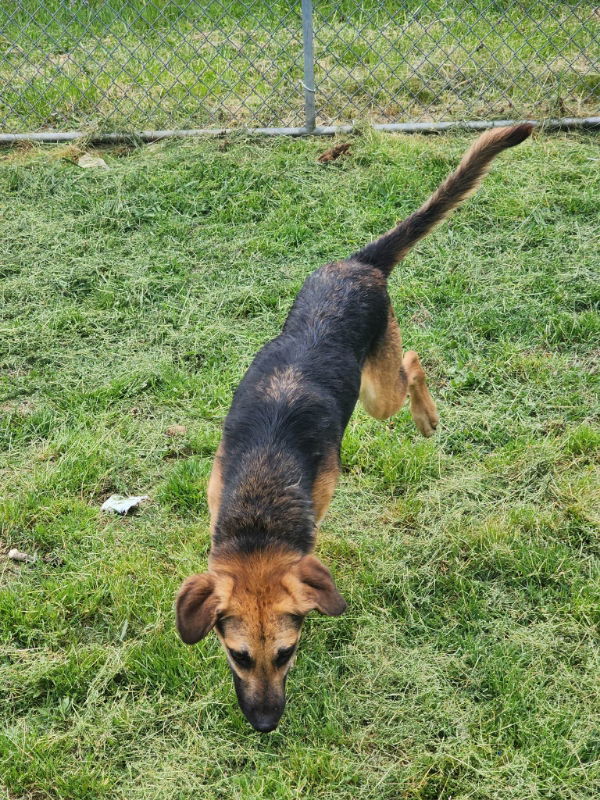 Scout, an adoptable German Shepherd Dog, Beagle in Winston Salem, NC, 27104 | Photo Image 3